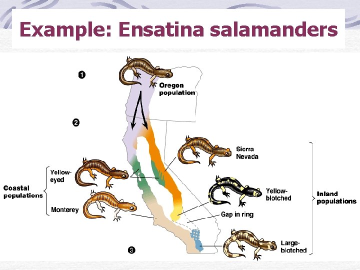 Example: Ensatina salamanders 