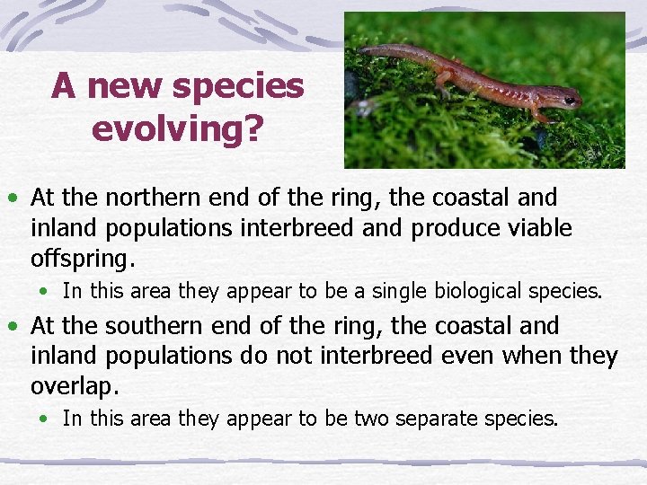 A new species evolving? • At the northern end of the ring, the coastal