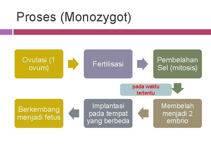 Proses (Monozygot) Ovulasi (1 ovum) Fertilisasi Pembelahan Sel (mitosis) pada waktu tertentu Berkembang menjadi