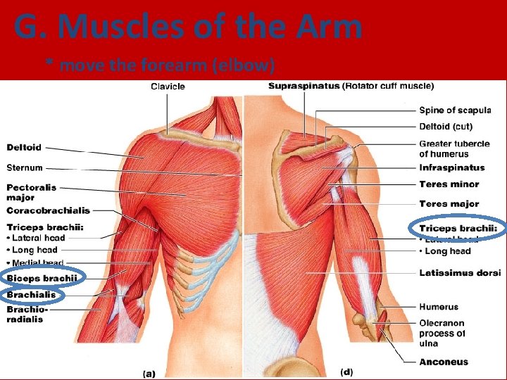 G. Muscles of the Arm * move the forearm (elbow) 
