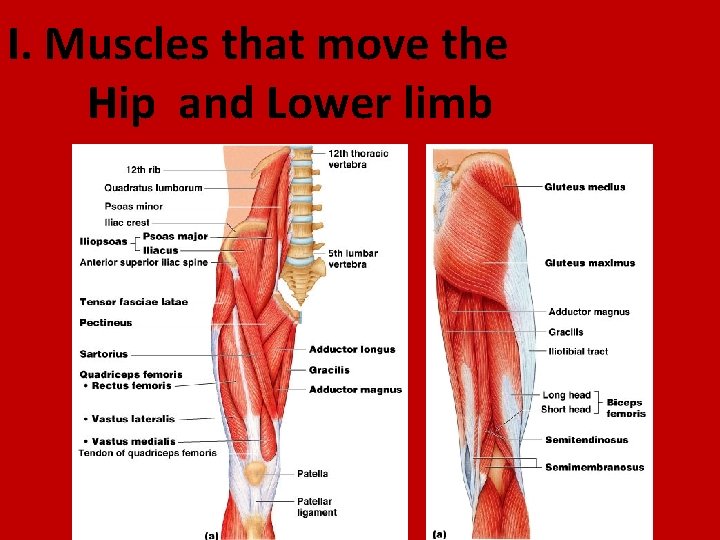 I. Muscles that move the Hip and Lower limb 