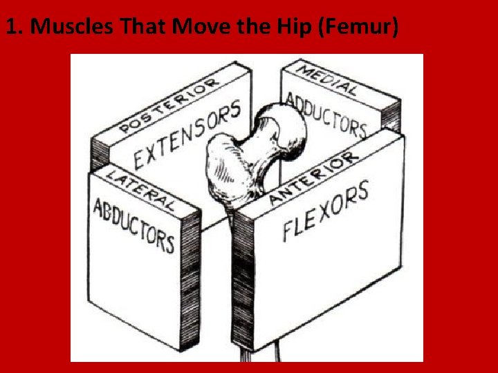 1. Muscles That Move the Hip (Femur) 