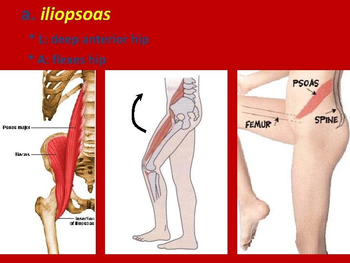 a. iliopsoas * L: deep anterior hip * A: flexes hip 