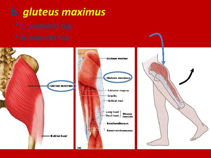 b. gluteus maximus * L: posterior hip * A: extends hip 