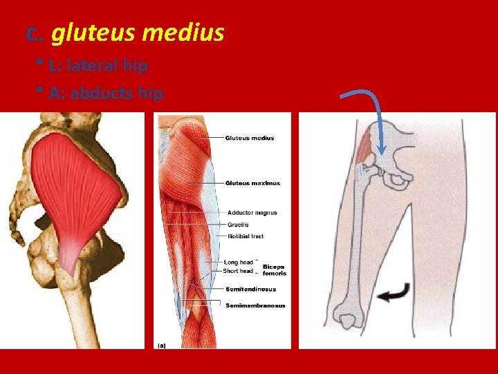 c. gluteus medius * L: lateral hip * A: abducts hip 