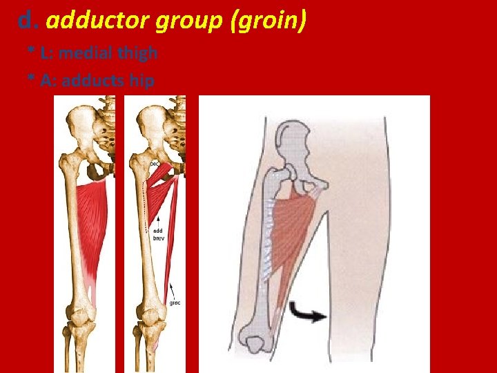 d. adductor group (groin) * L: medial thigh * A: adducts hip 