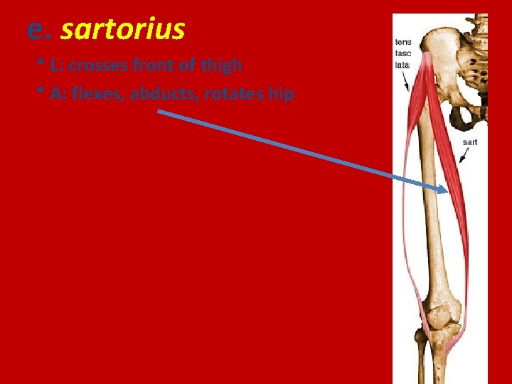 e. sartorius * L: crosses front of thigh * A: flexes, abducts, rotates hip