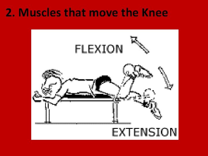 2. Muscles that move the Knee 