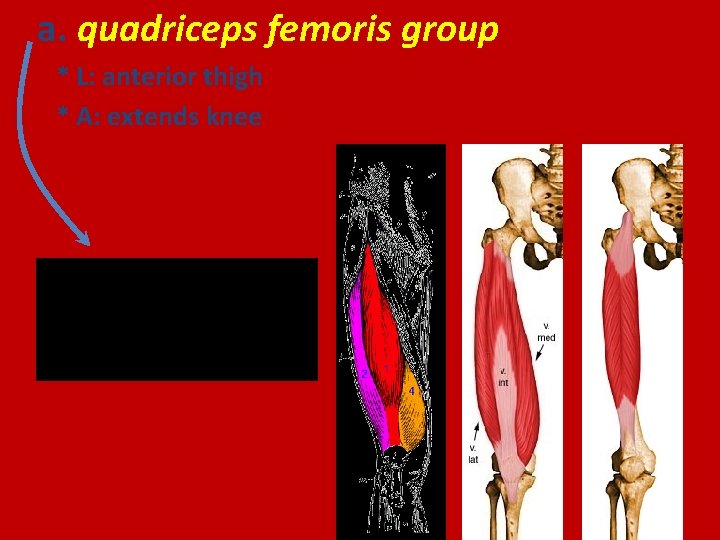 a. quadriceps femoris group * L: anterior thigh * A: extends knee vastus lateralis