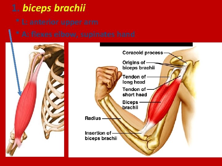 1. biceps brachii * L: anterior upper arm * A: flexes elbow, supinates hand