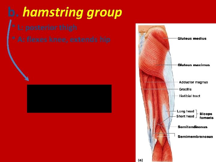 b. hamstring group * L: posterior thigh * A: flexes knee, extends hip semitendinosus