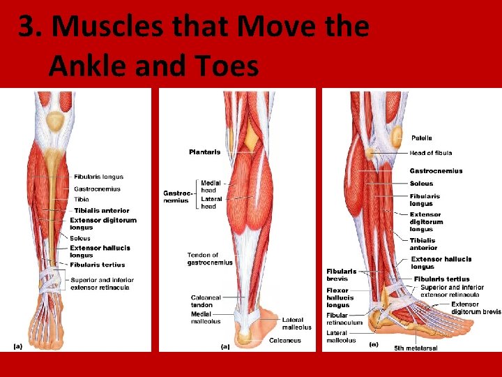 3. Muscles that Move the Ankle and Toes 