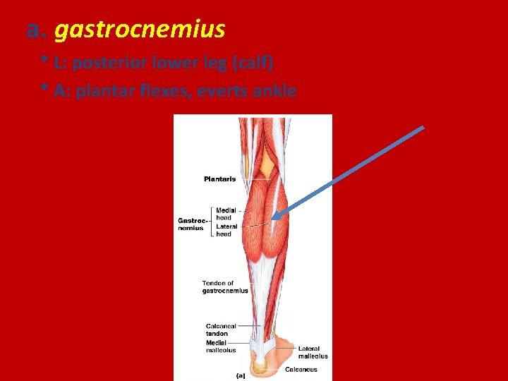 a. gastrocnemius * L: posterior lower leg (calf) * A: plantar flexes, everts ankle