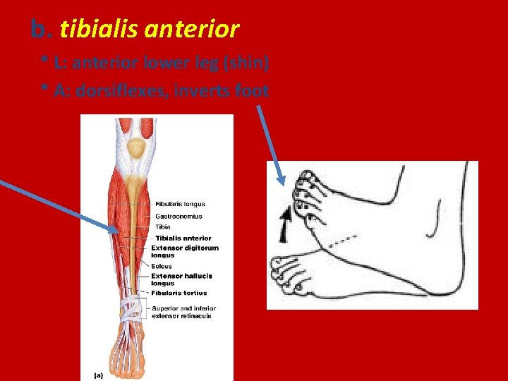 b. tibialis anterior * L: anterior lower leg (shin) * A: dorsiflexes, inverts foot