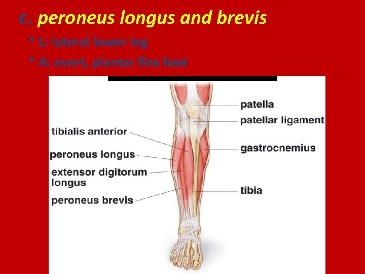 c. peroneus longus and brevis * L: lateral lower leg * A: evert, plantar