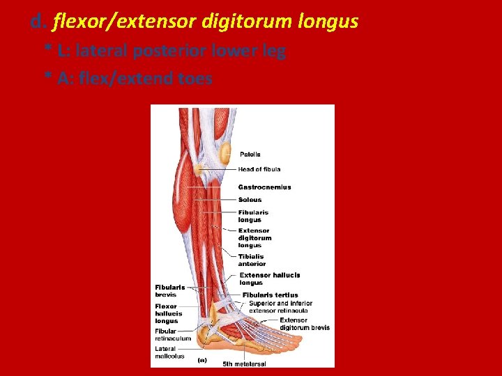 d. flexor/extensor digitorum longus * L: lateral posterior lower leg * A: flex/extend toes