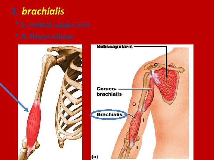 2. brachialis * L: medial upper arm * A: flexes elbow 
