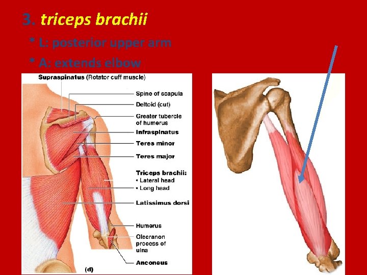 3. triceps brachii * L: posterior upper arm * A: extends elbow 