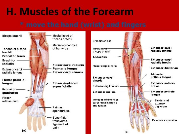 H. Muscles of the Forearm * move the hand (wrist) and fingers 