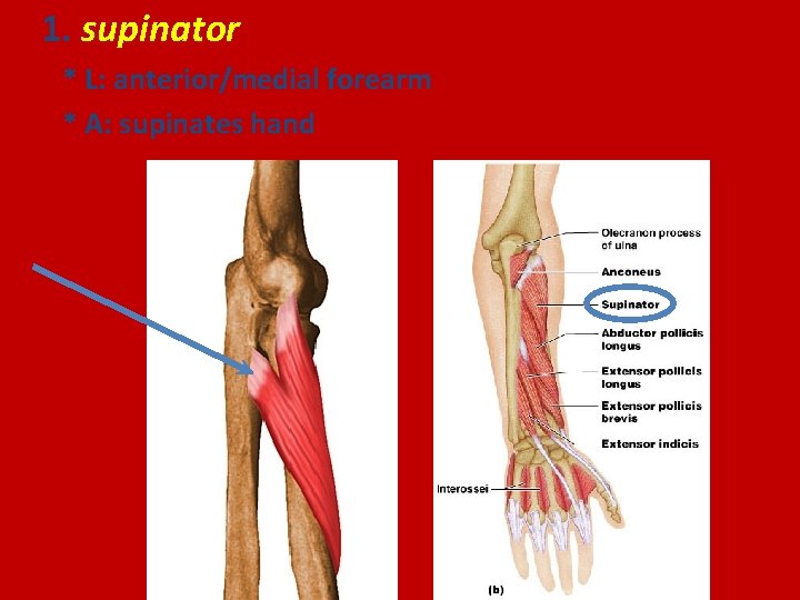 1. supinator * L: anterior/medial forearm * A: supinates hand 