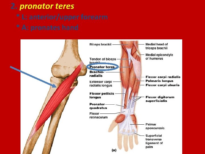 2. pronator teres * L: anterior/upper forearm * A: pronates hand 