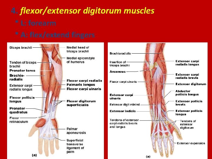 4. flexor/extensor digitorum muscles * L: forearm * A: flex/extend fingers 