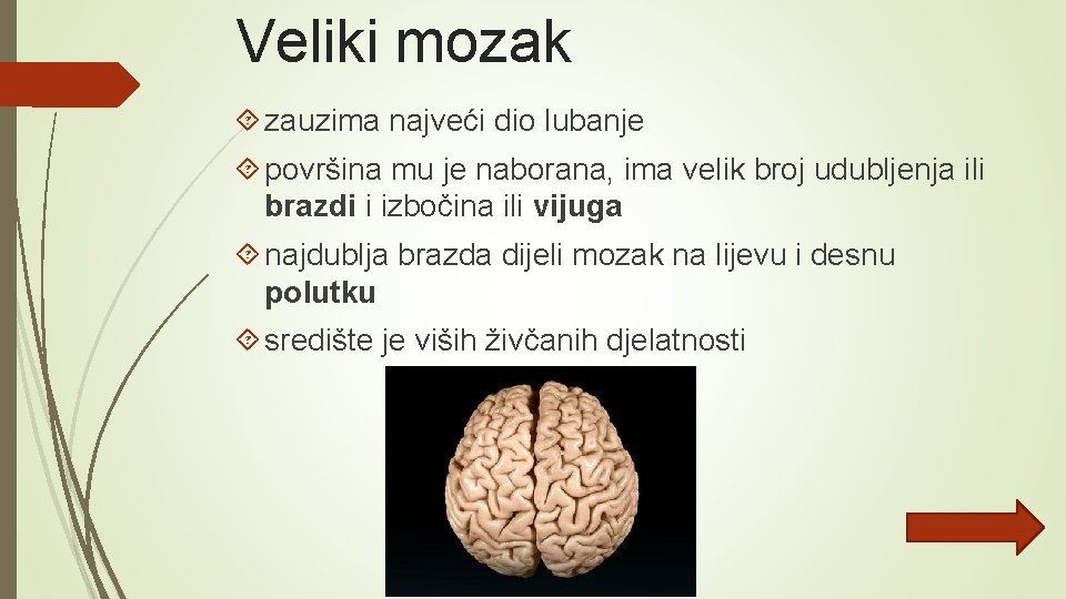 Veliki mozak zauzima najveći dio lubanje površina mu je naborana, ima velik broj udubljenja