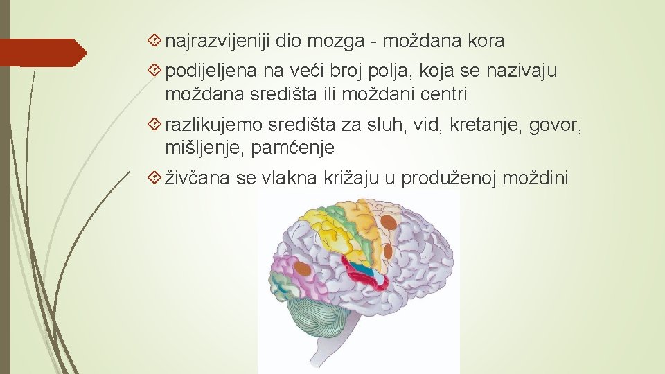  najrazvijeniji dio mozga - moždana kora podijeljena na veći broj polja, koja se