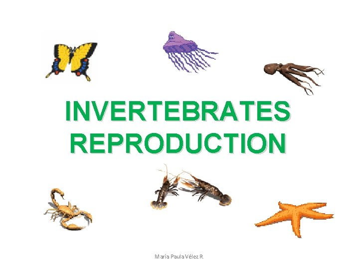 INVERTEBRATES REPRODUCTION María Paula Vélez R. 