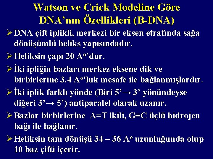 Watson ve Crick Modeline Göre DNA’nın Özellikleri (B-DNA) Ø DNA çift iplikli, merkezi bir