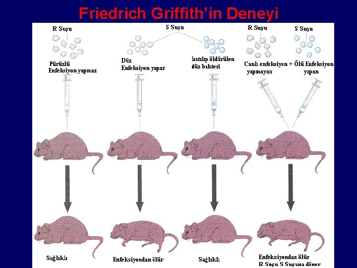 Friedrich Griffith’in Deneyi 