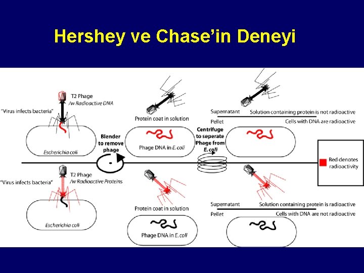 Hershey ve Chase’in Deneyi 