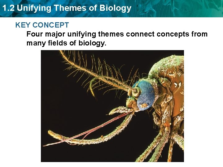 1. 2 Unifying Themes of Biology KEY CONCEPT Four major unifying themes connect concepts