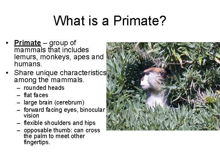 What is a Primate? • Primate – group of mammals that includes lemurs, monkeys,