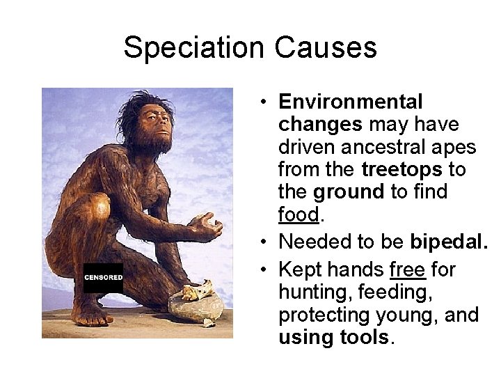 Speciation Causes • Environmental changes may have driven ancestral apes from the treetops to