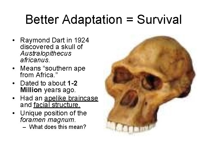 Better Adaptation = Survival • Raymond Dart in 1924 discovered a skull of Australopithecus