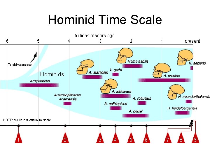 Hominid Time Scale 
