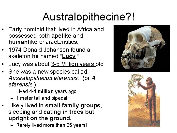 Australopithecine? ! • Early hominid that lived in Africa and possessed both apelike and