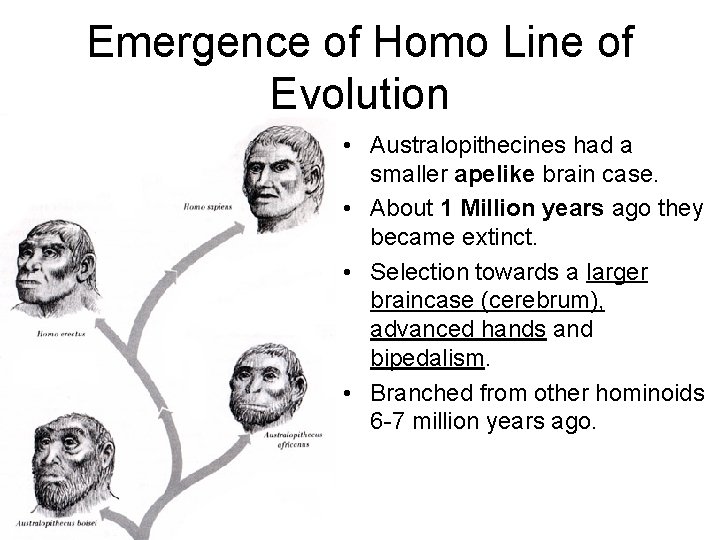 Emergence of Homo Line of Evolution • Australopithecines had a smaller apelike brain case.