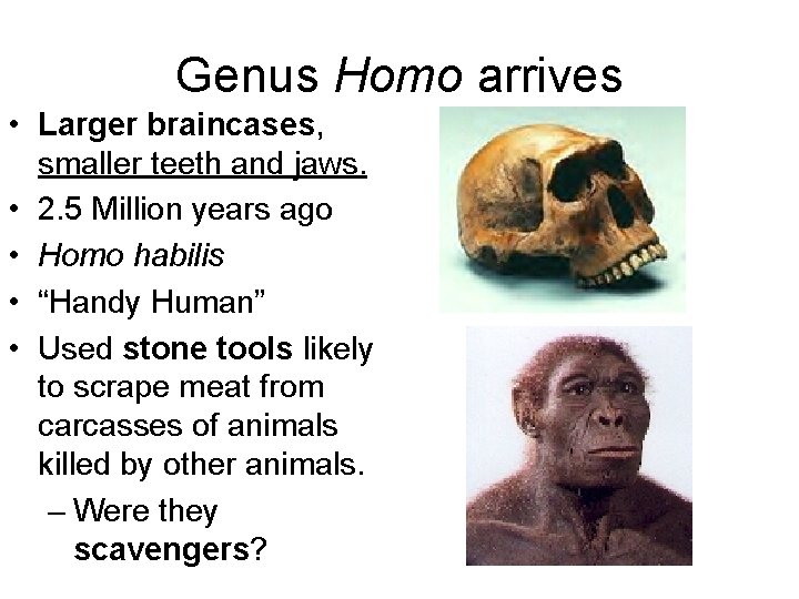 Genus Homo arrives • Larger braincases, smaller teeth and jaws. • 2. 5 Million