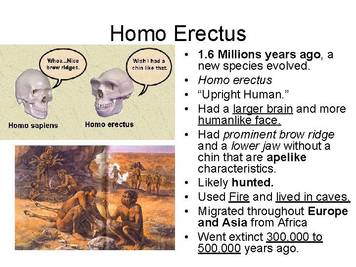 Homo Erectus • 1. 6 Millions years ago, a new species evolved. • Homo