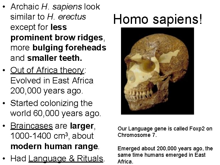  • Archaic H. sapiens look similar to H. erectus except for less prominent