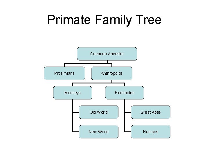 Primate Family Tree Common Ancestor Prosimians Anthropoids Monkeys Hominoids Old World Great Apes New