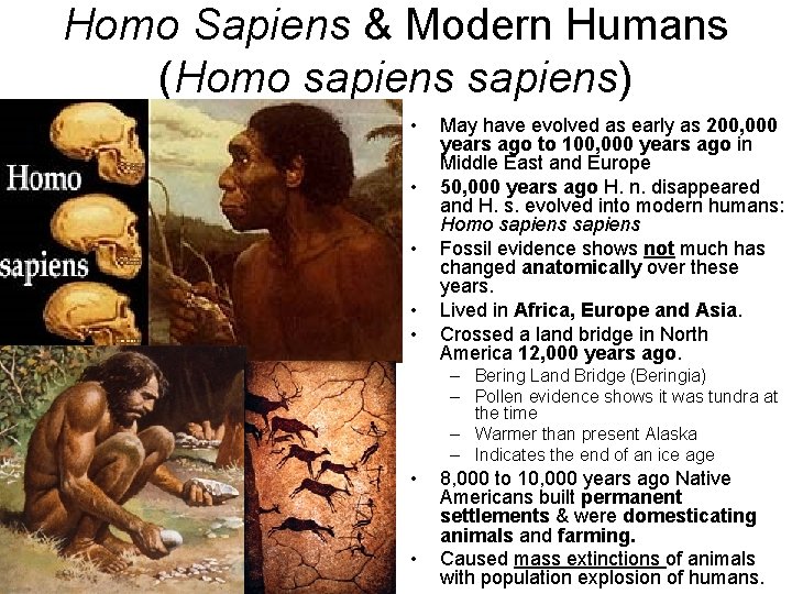 Homo Sapiens & Modern Humans (Homo sapiens) • • • May have evolved as