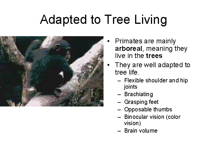 Adapted to Tree Living • Primates are mainly arboreal, meaning they live in the