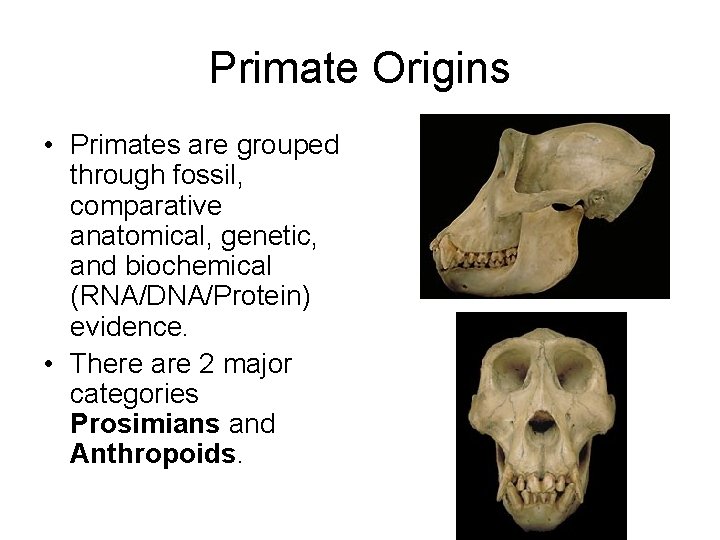 Primate Origins • Primates are grouped through fossil, comparative anatomical, genetic, and biochemical (RNA/DNA/Protein)