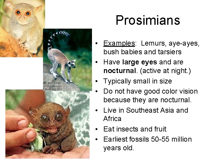 Prosimians • Examples: Lemurs, aye-ayes, bush babies and tarsiers • Have large eyes and