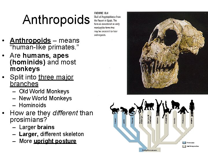 Anthropoids • Anthropoids – means “human-like primates. ” • Are humans, apes (hominids) and