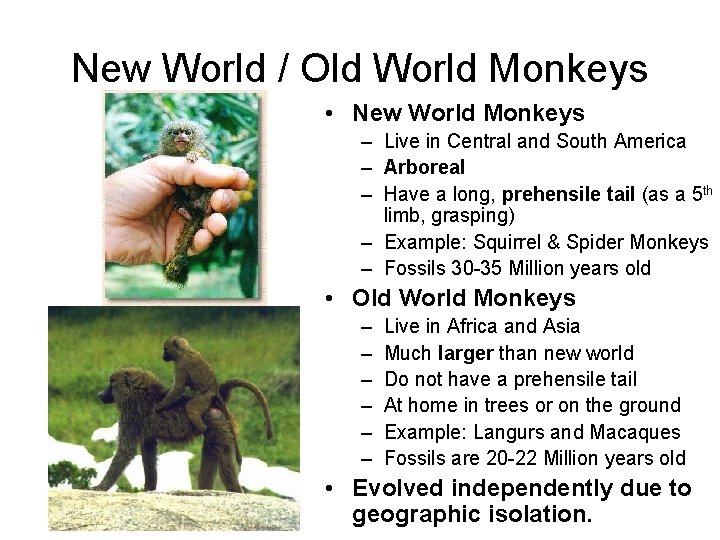 New World / Old World Monkeys • New World Monkeys – Live in Central