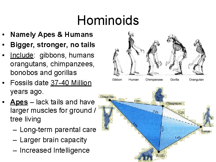 Hominoids • Namely Apes & Humans • Bigger, stronger, no tails • Include: gibbons,